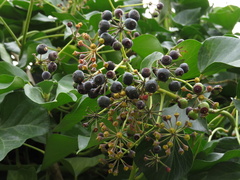 Hedera helix