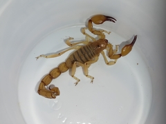 Timogenes dorbignyi