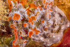 Zanclea