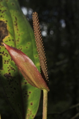 Anthurium stipitatum