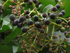 Hedera helix