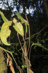 Anthurium stipitatum