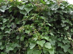 Hedera helix