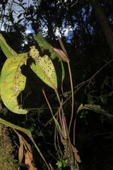 Anthurium stipitatum