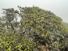 Arctostaphylos montaraensis