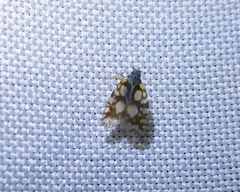 Bothriocera