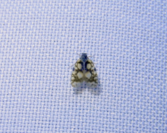 Bothriocera