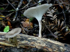 Porotheleaceae