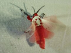 Trosia nigropunctigera