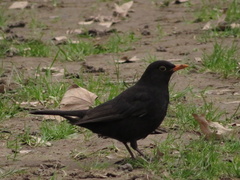 Turdus merula