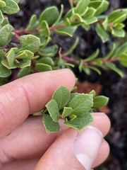 Arctostaphylos pacifica