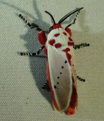 Trosia nigropunctigera