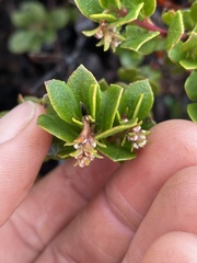 Arctostaphylos pacifica