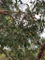 Eucalyptus ovata