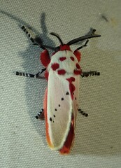 Trosia nigropunctigera