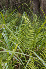 Cyclosorus interruptus