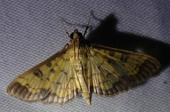 Nomophilini