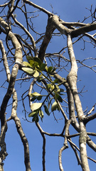 Phoradendron leucarpum