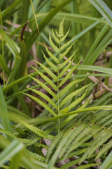 Cyclosorus interruptus