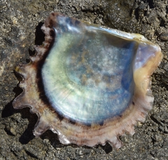 Pinctada imbricata