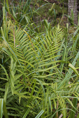 Cyclosorus interruptus