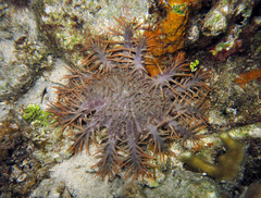 Acanthaster