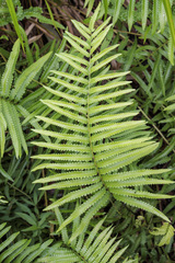 Cyclosorus interruptus