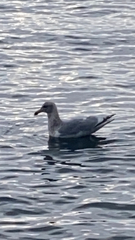 Larus glaucescens × occidentalis