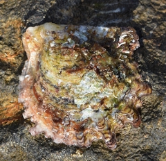 Pinctada imbricata