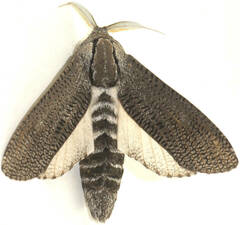 Endoxyla punctifimbria