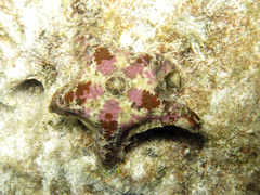 Asterinidae