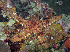 Asteropsis carinifera