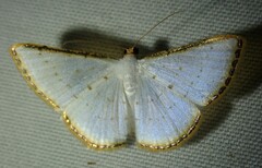 Leuciris fimbriaria