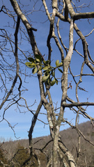 Phoradendron leucarpum