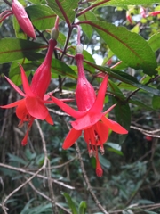 Fuchsia vulcanica