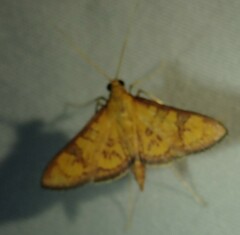 Prenesta scyllalis
