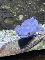 Oxyeleotris lineolata