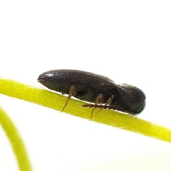 Microrhagus triangularis