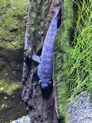 Oxyeleotris lineolata