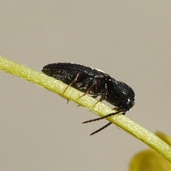 Microrhagus triangularis