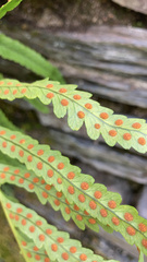 Polypodium