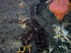 Crinoidea
