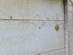 Argiope argentata