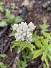 Pseudognaphalium californicum
