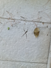 Argiope argentata
