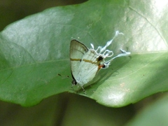 Hypolycaena