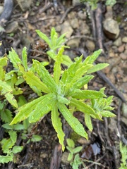 Pseudognaphalium californicum