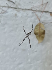 Argiope argentata