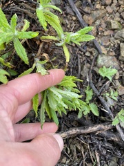 Pseudognaphalium californicum