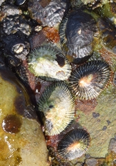 Siphonaria pectinata